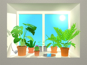 Indoor plants in pots in front of a sunny weather